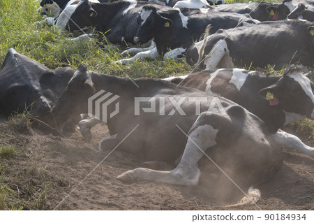 A herd of cows growing and growing in Hokkaido 90184934