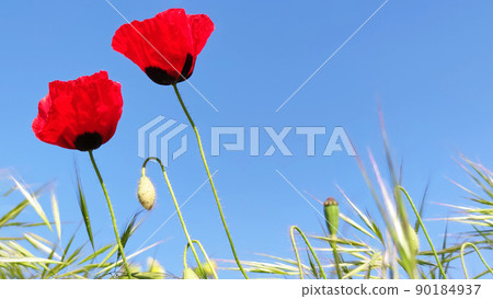 Two red poppies and green grass against blue sky, bottom view, close-up, copy space 90184937