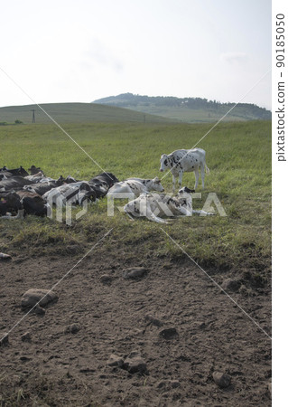 A herd of cows living in Hokkaido as seen during a trip to Hokkaido 90185050