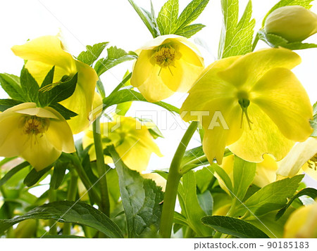 Yellow Christmas rose flower up Yellow Christmas rose flower up 90185183