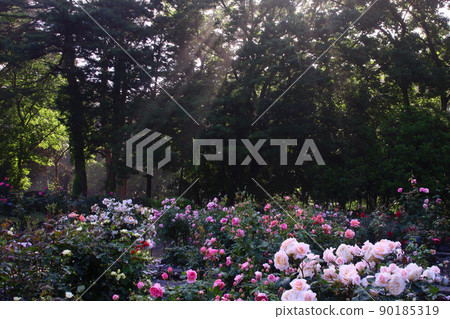 真岡市井上公園的玫瑰園 90185319