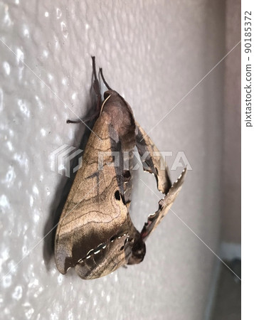 Moths that resemble dead leaves ① Moths that resemble dead leaves ① 90185372