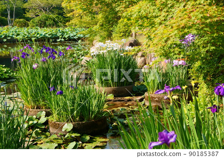 An iris of Tozune An iris of Tozune 90185387