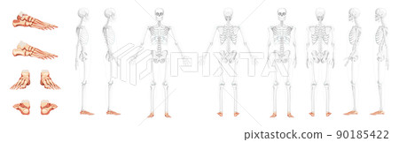 Set of Foot ankle Bones Skeleton Human front back side view with partly transparent bones position Realistic flat natura 90185422