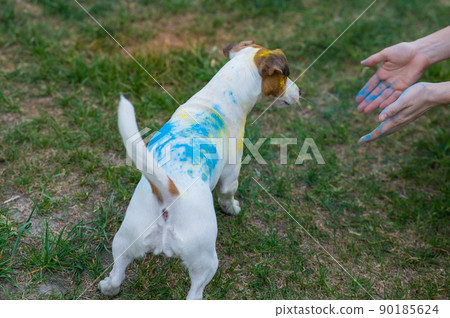 Jack Russell Terrier dog playing in Holi colors with owner outdoors. Jack Russell Terrier dog playing in Holi colors with owner outdoors. 90185624
