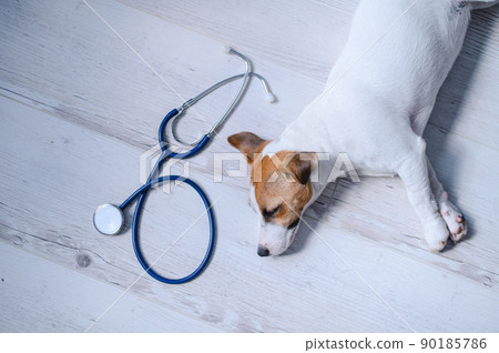 Top view of a puppy lying on a wooden floor and a phonendoscope. Sick dog Jack Russell Terrier and a stethoscope. Work for the veterinarian in a vet clinic. Pet is unwell. 90185786