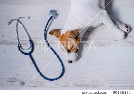 Top view of a puppy lying on a wooden floor and a phonendoscope. Sick dog Jack Russell Terrier and a stethoscope. Work for the veterinarian in a vet clinic. Pet is unwell. 90186323