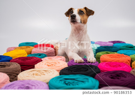 Close-up of Jack Russell Terrier dog among multi-colored cotton skeins. 90186353