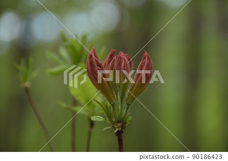 Flowering soon buds of Japanese azalea Flowering soon buds of Japanese azalea 90186423