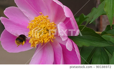 Close-up photo of pink peony flowers and bumblebees 2 Close-up photo of pink peony flowers and bumblebees 2 90186972