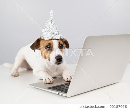 Jack Russell Terrier dog in a foil hat works at a laptop. Jack Russell Terrier dog in a foil hat works at a laptop. 90187058