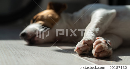 The dog sleeps on the floor. Close-up of a jack russell terrier lying on a gray laminate. The dog sleeps on the floor. Close-up of a jack russell terrier lying on a gray laminate. 90187180