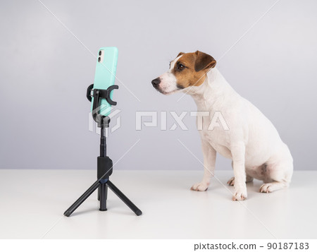 Jack Russell Terrier dog live streaming on smartphone.  90187183