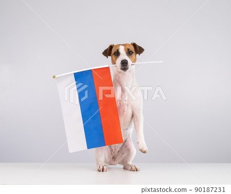Jack Russell Terrier dog holding a small flag of the Russian Federation on a white background.  90187231
