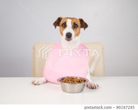 Dog jack russell terrier at the dinner table in a pink bib. Dog jack russell terrier at the dinner table in a pink bib. 90187285