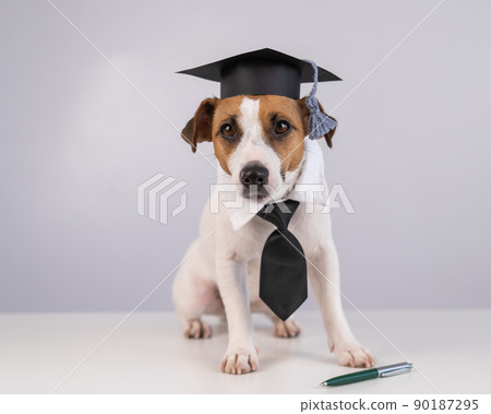 Jack Russell Terrier dog in a tie and academic cap sits on a white table. Jack Russell Terrier dog in a tie and academic cap sits on a white table. 90187295