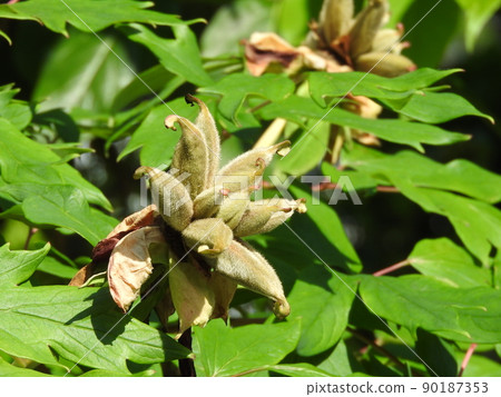 Peony seed 90187353