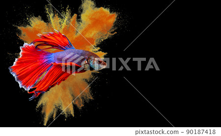 Betta Siamese fighting fish, Betta splendens Pla-kad biting fish Thai,popular aquarium fish. Red White blue Thailand flag half moon isolated on black 90187418