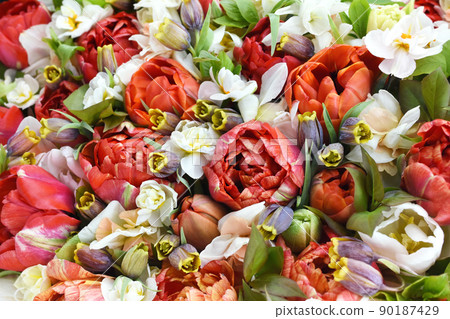 Blossoming red tulips, white daffodils, green leaves and spring flowers festive background, bright springtime bouquet floral card, selective focus, shallow DOF Blossoming red tulips, white daffodils, green leaves and spring flowers festive background, bright springtime bouquet floral card, selective focus, shallow DOF 90187429
