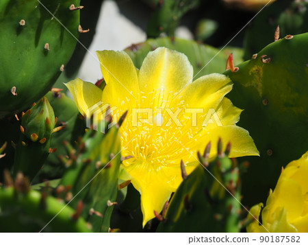 Close-up of yellow flowers of prickly pear 90187582
