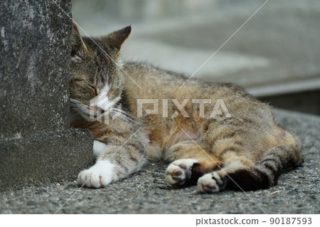 流浪貓在偏僻的漁港打盹 90187593
