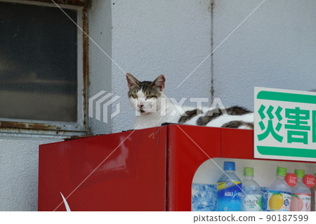 流浪貓在偏僻的漁港打盹 90187599
