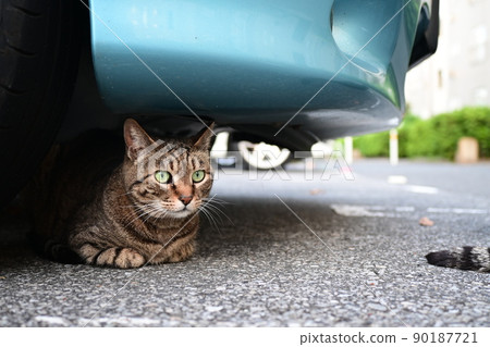 Petticoat cat in the parking lot Petticoat cat in the parking lot 90187721