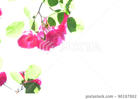 Bright roses 90187802