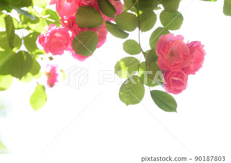 Bright and soft flowers 90187803