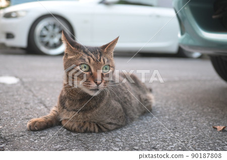 Petticoat cat in the parking lot Petticoat cat in the parking lot 90187808