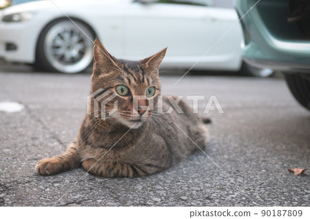 Petticoat cat in the parking lot 90187809
