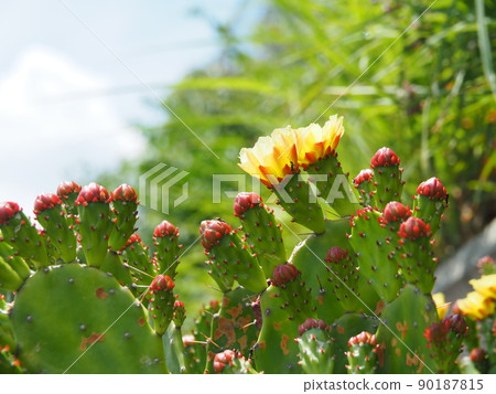 Close-up of spring prickly pear cactus with many buds Close-up of spring prickly pear cactus with many buds 90187815