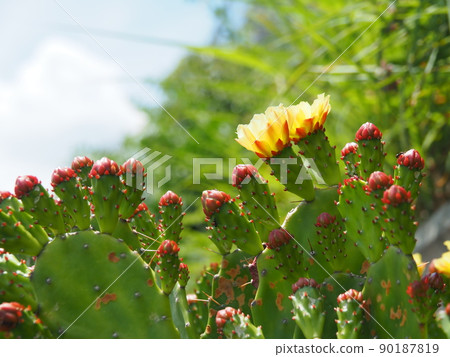 春天仙人掌的特寫鏡頭有許多芽的 90187819