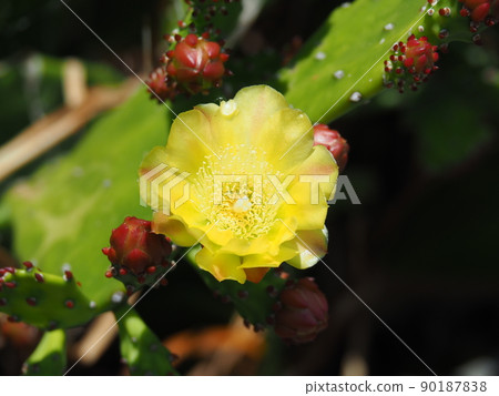 Spring prickly pear cactus with yellow flowers 90187838