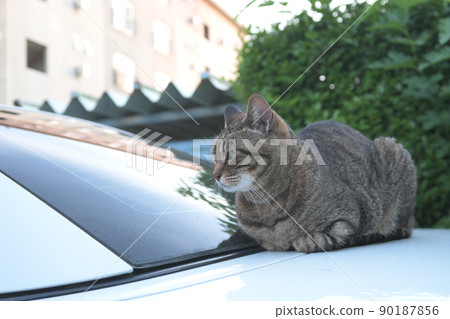Petrified cat on the car 90187856
