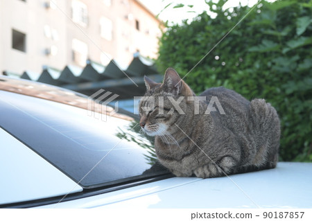 在汽車的石化貓 90187857