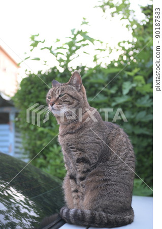 Petrified cat on the car 90187883