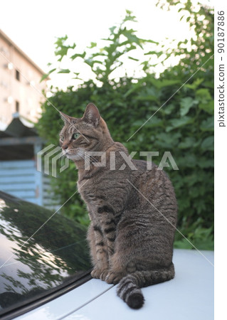 Petrified cat on the car 90187886