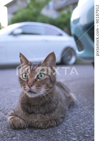 Petrified cat on the car Petrified cat on the car 90187912
