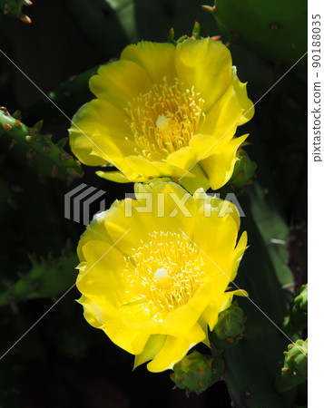 Close-up of yellow flowers of prickly pear 90188035