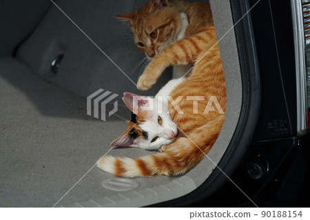 Cute brothers and sisters of stray cats born last spring play in another person's car Cute brothers and sisters of stray cats born last spring play in another person's car 90188154