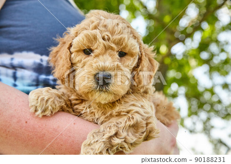 Woman holding Goldendoodle puppy in her arms 90188231