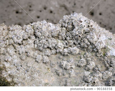 Barnacle Balanomorpha (Yatsushiro tidal flat, Kumamoto prefecture) 90188358