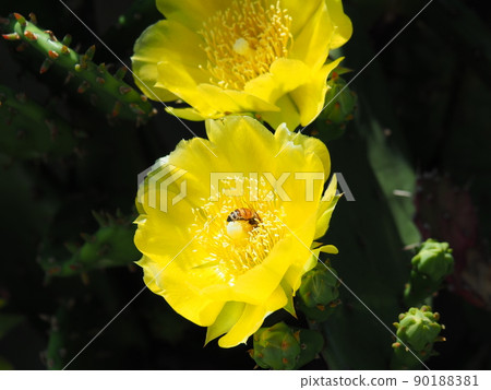 Yellow flower of prickly pear and one bee 90188381