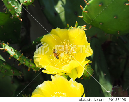 Yellow flower of prickly pear and one bee 90188498
