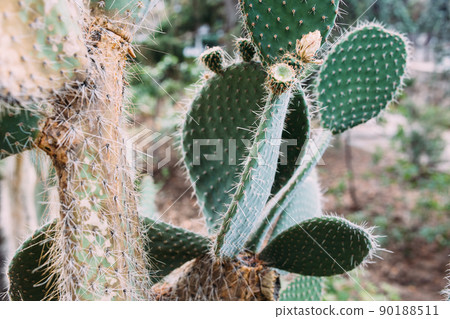Big cactus in the pots. Cactus for decoration. Fluffy cactus with long needles. 90188511