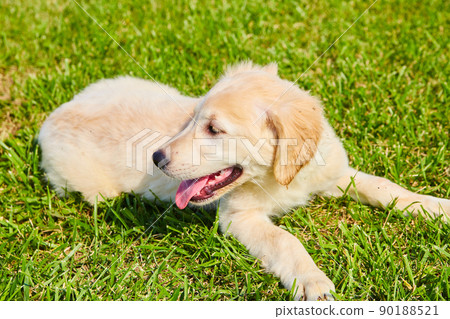 Golden Retriever grown up panting in grass Golden Retriever grown up panting in grass 90188521