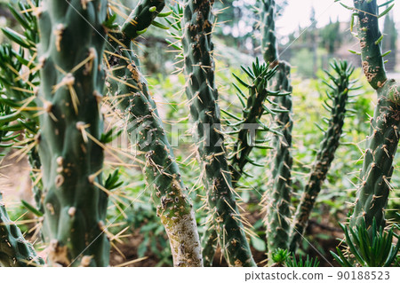 Big cactus in the pots. Cactus for decoration. Fluffy cactus with long needles. 90188523