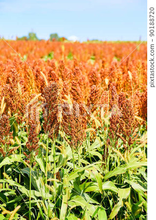 Millet and sorghum smart farmer grain field Millet and sorghum smart farmer grain field 90188720