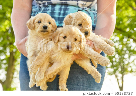 Litter of three adorable white Goldendoodle puppies being held in arms of a woman 90188727